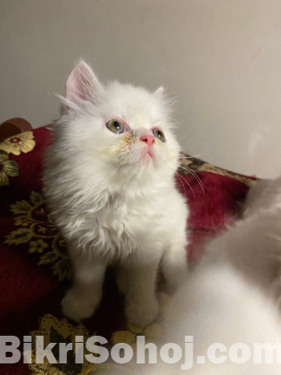 Traditional persian male kitten